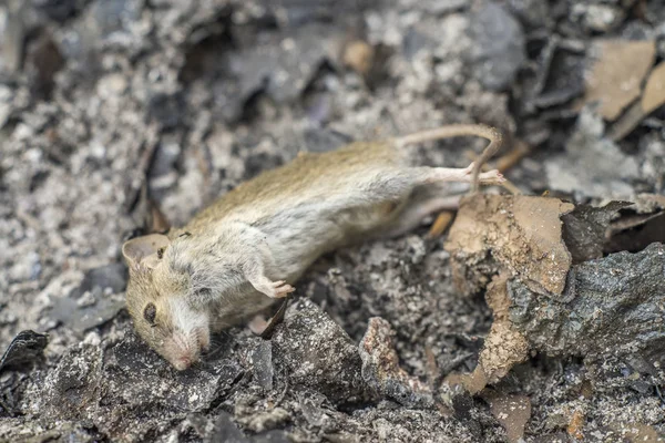 Rato morto isolado no fundo cinzas . — Fotografia de Stock