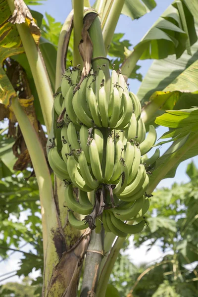 Bos van bananen op de bananen plant — Stockfoto