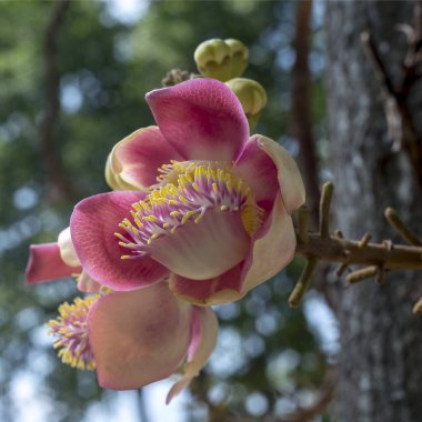Shorea robusta çiçek ağaç üzerinde