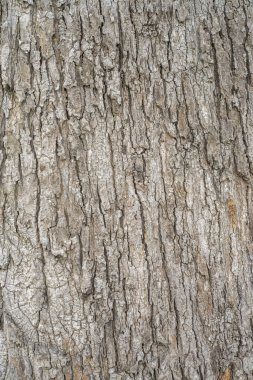 Eski ağaç kırık kabuğu parçası 