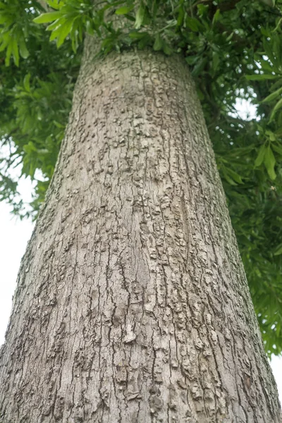 Detailní záběr Staré velký zelený strom — Stock fotografie