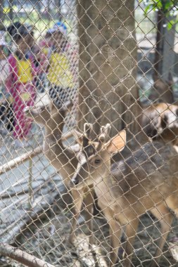 Zoo Park'ta bir çitin arkasında genç geyik