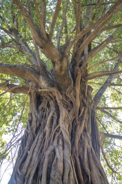 Eski büyük yeşil ağaca kapatın