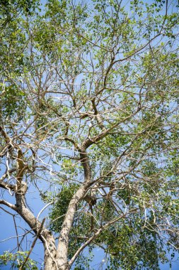 taze yaprak yeşil ve mavi gökyüzü
