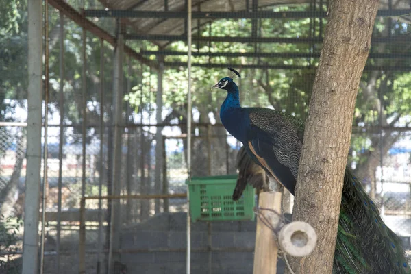 Pavão no ramo no zoológico — Fotografia de Stock