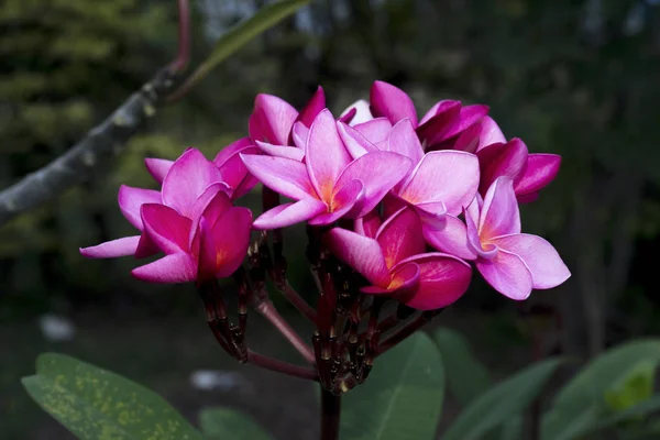 Piros Plumeria Gyönyörű Trópusi Rózsa — Stock Fotó