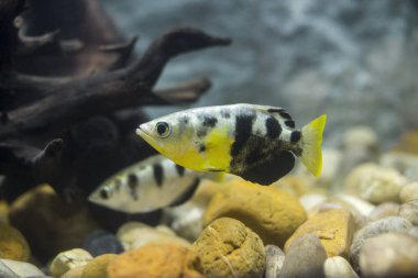 Okçu balık veya hamlaç Balık Akvaryum (Toxotidae). Vahşi hayvan. 