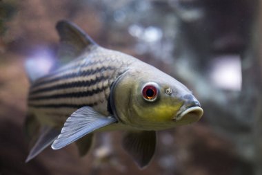 Çizgili barb (Probarbus jullieni) yerli balık Tayland