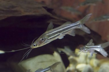 Tayland akvaryumdaki balık yanardöner mystus