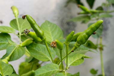 Bir ağaç üzerinde yeşil sıcak biber