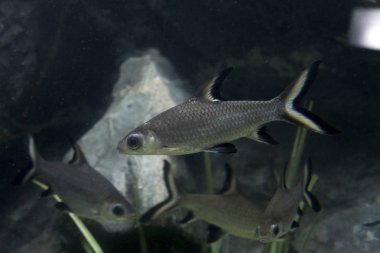 Bala köpekbalığı aquarum Balantiocheilos balık, Balık.