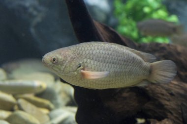 Akvaryum anabas testudineus. Vahşi hayvan.