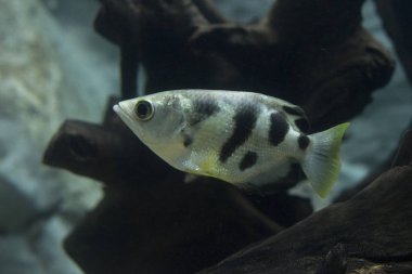 Okçu balık veya hamlaç Balık Akvaryum (Toxotidae). Vahşi hayvan.