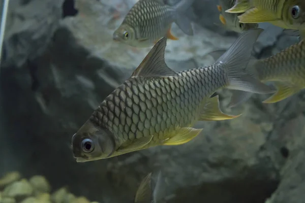 Barba Pesce Smith Nell Acquario Zoo Della Thailandia — Foto Stock