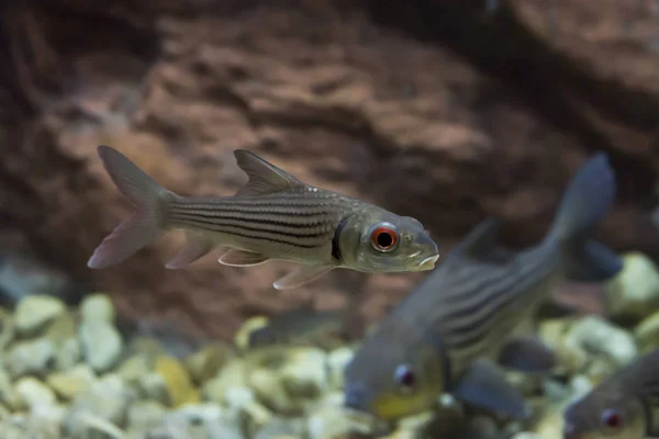 Barba Striata Probarbus Jullieni Pesce Originario Della Thailandia — Foto Stock