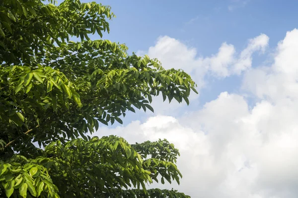 Grönt Blad Och Blå Himmel — Stockfoto