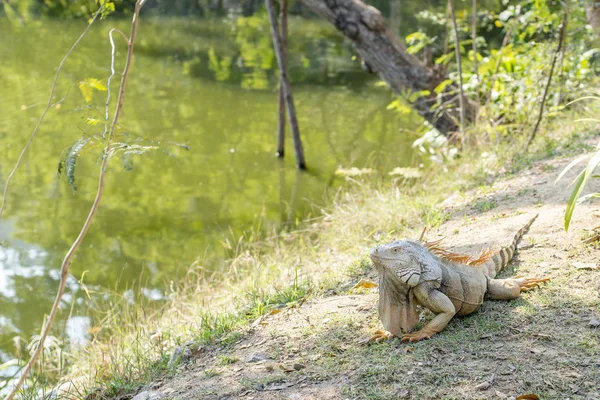 Iguane Géant Sauvage Dans Zoo — Photo