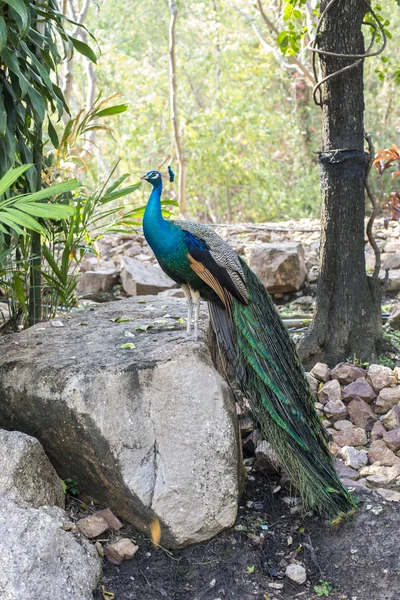 Belo Pavão Masculino Com Penas — Fotografia de Stock