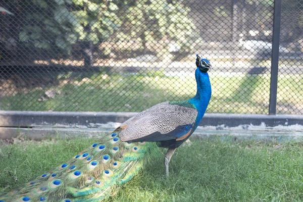 Mooie Mannelijke Peacock Met Veren — Stockfoto