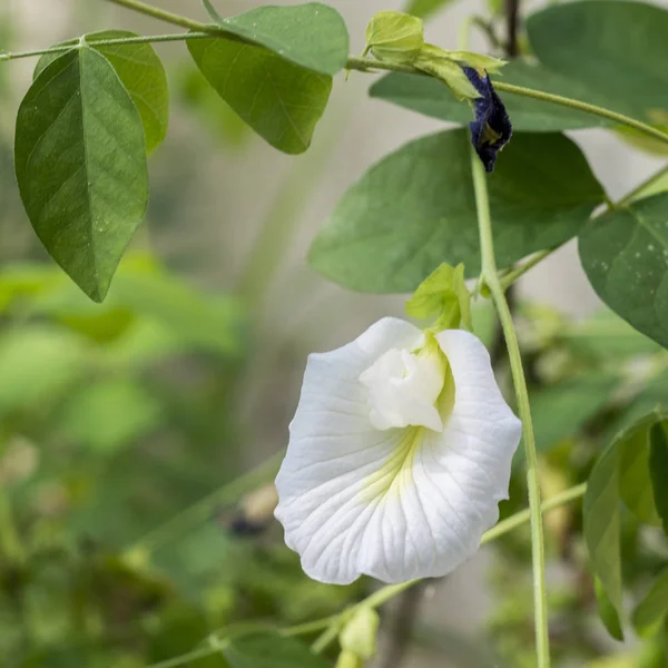 Witte Vlinder Pea Wit Pea Bloem Zeldzame Soorten Thailand — Stockfoto
