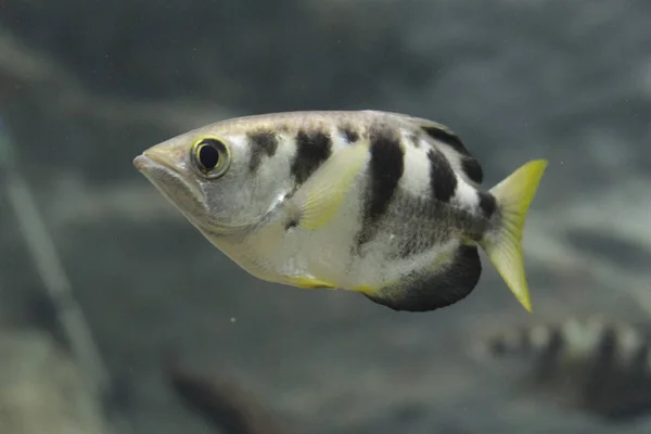 アーチャーの魚や水族館のブローパイプ魚 Toxotidae 野生動物動物 — ストック写真