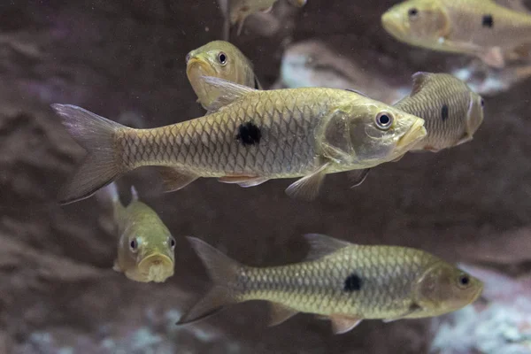 Pesce Spigola Nell Acquario Animali Selvatici — Foto Stock