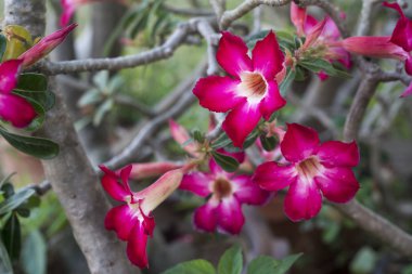 Güzel çiçek arka plan tropikal çiçek pembe Adenium çöl gülü