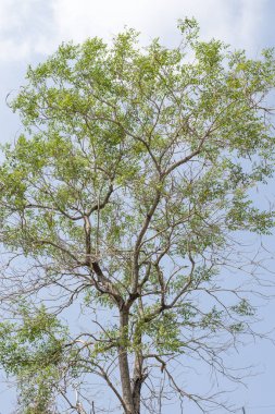 yeşil ağaçlar ve mavi gökyüzü