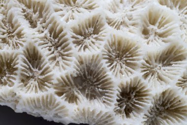 Beyaz mercan arka plan dokusu.