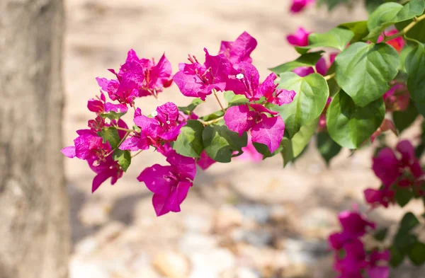 Bougainvillea Roze Bloemen Een Tuin Park — Stockfoto