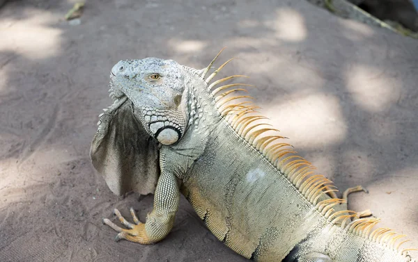 Iguane Géant Sauvage Dans Zoo — Photo