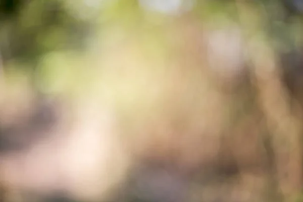 Natural Green Bright Blur Background Sunny Summer Forest — Stock Photo, Image