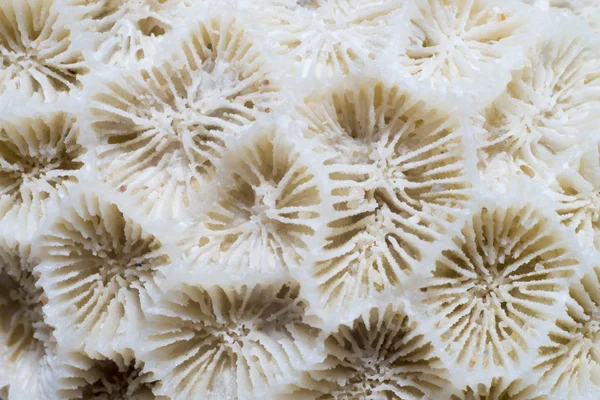 White coral background texture.