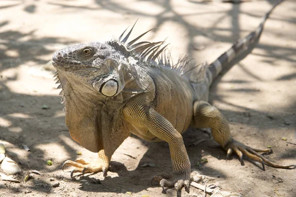 動物園で野生の巨大なイグアナ — ストック写真