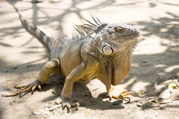 Vahşi Dev Iguana Hayvanat Bahçesi — Stok fotoğraf