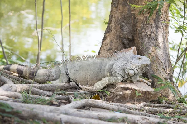 Iguana Gigante Selvatica Nello Zoo — Foto Stock