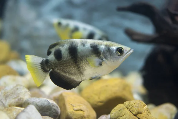 アーチャーの魚や水族館のブローパイプ魚 Toxotidae 野生動物動物 — ストック写真