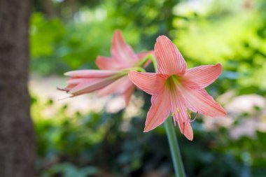 Bahçedeki çiçekleri Belladonna Lily (Amaryllis Güzelavrat otu).