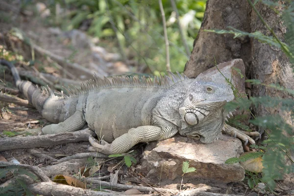 Vahşi Dev Iguana Hayvanat Bahçesi — Stok fotoğraf