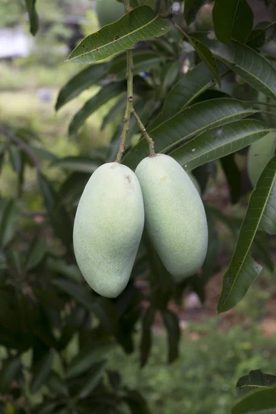 Branche Mangue Verte Crue Sur Arbre — Photo