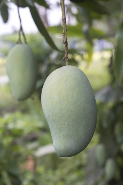 stock image Branch of raw green mango fruit on tree.