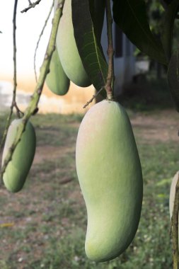 Ham yeşil mango meyve ağaç üzerinde şube.