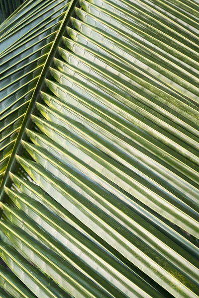 Coconat Leaf Texture Bakground — Stock Photo, Image