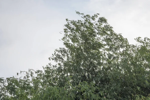 Rüzgârla Sallanan Bambu Yaprakları — Stok fotoğraf