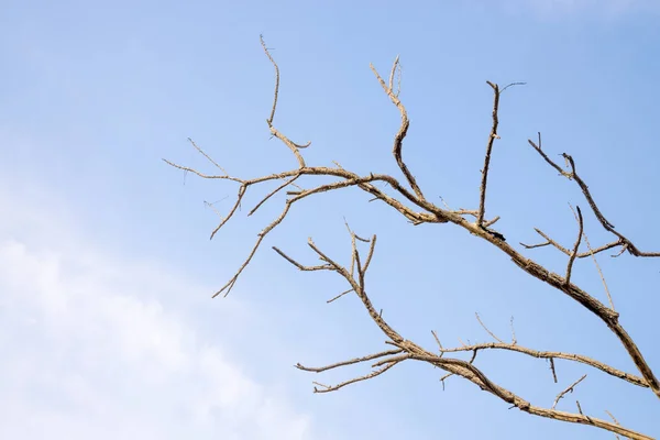 Rami Grande Albero Sullo Sfondo Del Cielo Concetto Disastro Naturale — Foto Stock