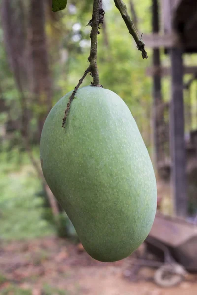 Branch Raw Green Mango Fruit Tree — Stock Photo, Image
