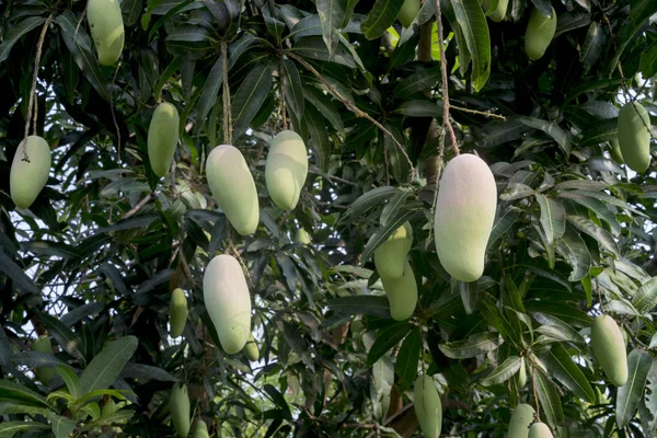 Tak Van Rauwe Groene Mango Vrucht Aan Boom — Stockfoto