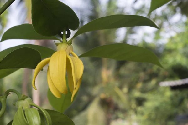 Ylang Ylang Flower Cananga Odorata Tree — Stock Photo, Image