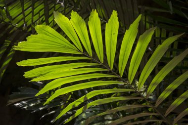 Palmiye yaprakları mağaralarda ayrıntılarını Hub Pah Tard (Pa Tard mağara) doğal bush ve antik palmiye ağaçları ile kaplı antik ormandır. Uthaithani ilinin, Tayland.