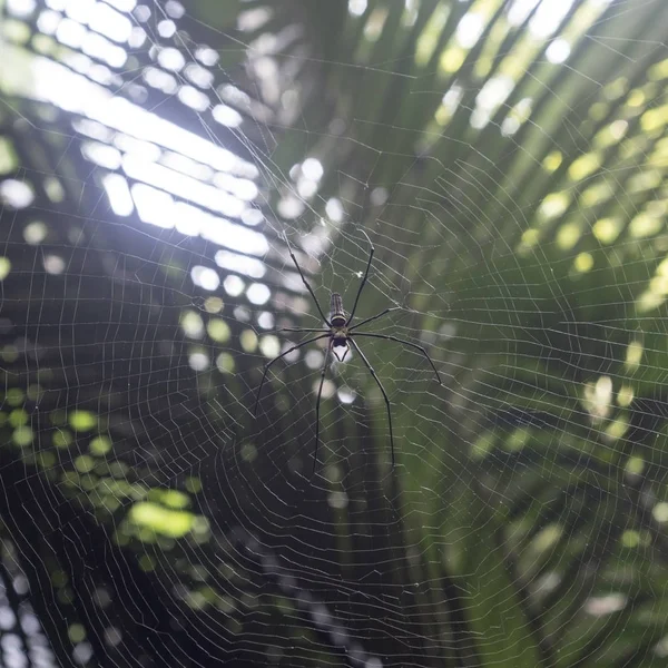 Spindel Spindelnät Skogen Thailand — Stockfoto